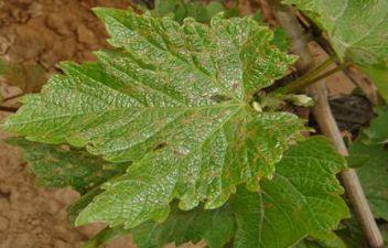 危害葡萄嫩叶的“元凶”——绿盲蝽，你用的是这3种方法防吗？