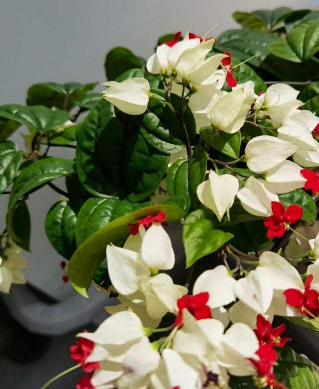花卉名称