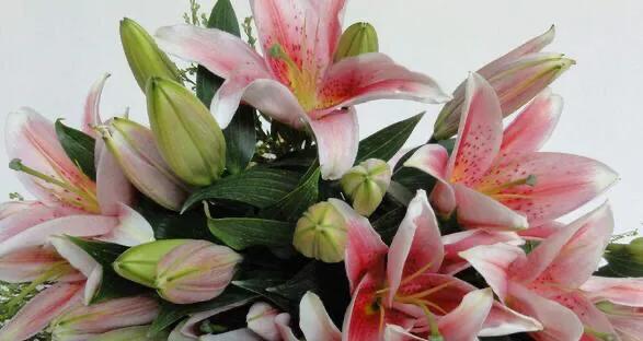 百合花的资料
