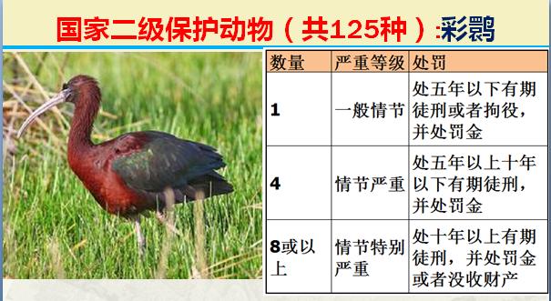 国家二级保护动物有哪些