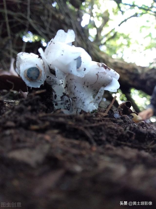 杭州发现罕见幽灵草我国大山里一种罕见的植物被民间称之为幽灵之花看