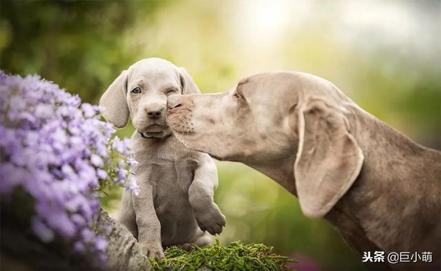 威玛猎犬 威玛猎犬（威玛猎犬多少钱一只） 动物