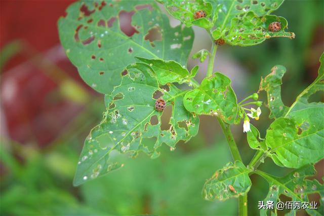 黄瓜叶片呈穿孔状，疑似细菌病害，其实是一种害虫在作怪3