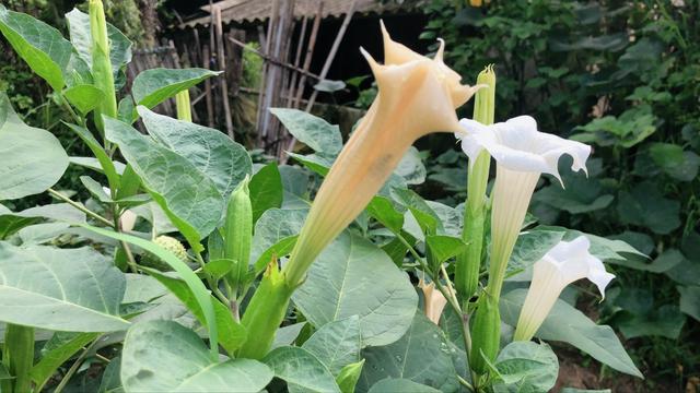 曼陀罗花有什么功效 曼陀罗花有什么功效「曼陀罗花泡酒的功效」 生活