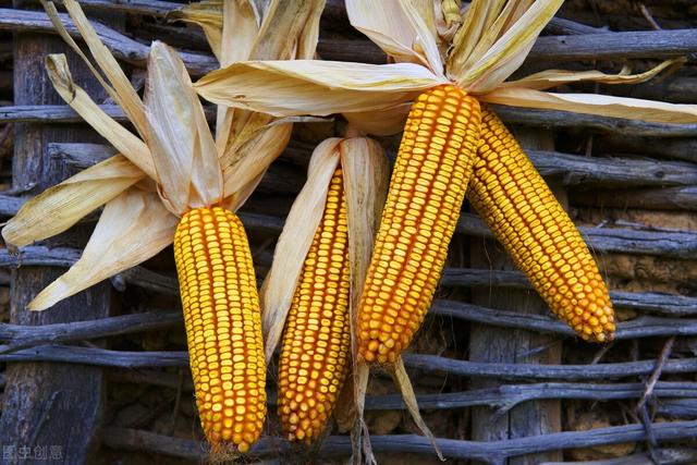 好消息！玉米迎来全面上涨