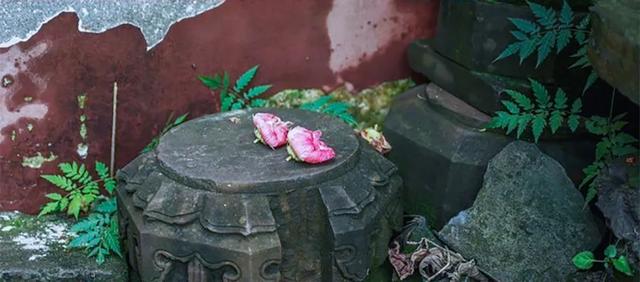 芙蓉花开 芙蓉花开（芙蓉花开花特点） 生活