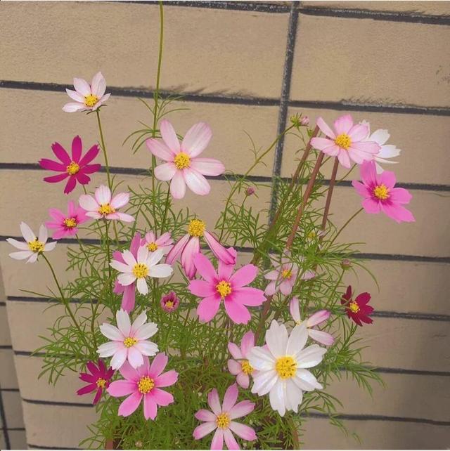 花卉名称