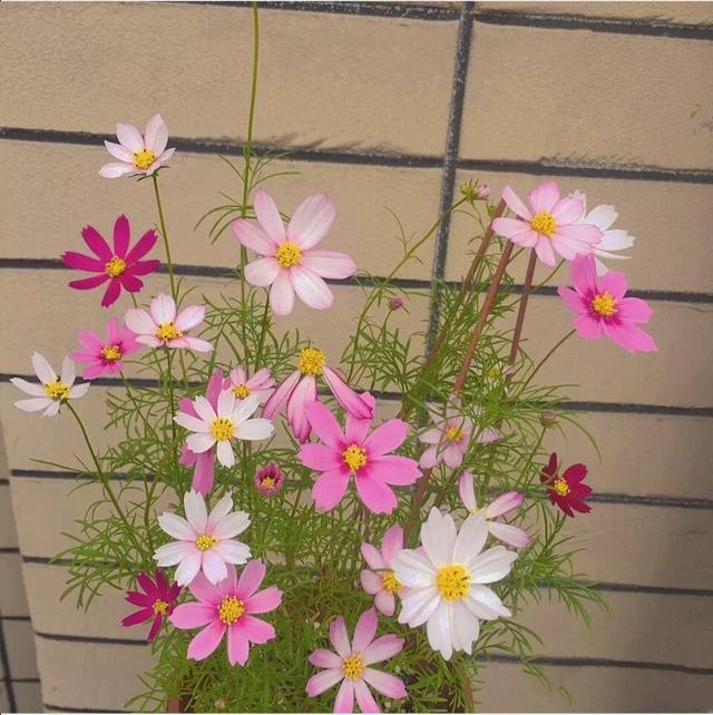 花的品种