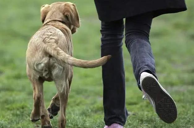 狗狗的左右怎么区分(狗狗站不稳还摇晃怎么回事)-艾拉养犬
