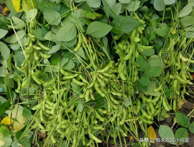 大豆有花无荚、有荚无籽、有籽干瘪、落花落荚的原因与防治技巧15