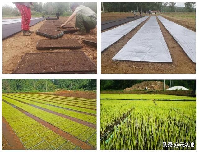 2020年早稻如何种，怎么选择早稻品种？种植有哪些技术要点？7