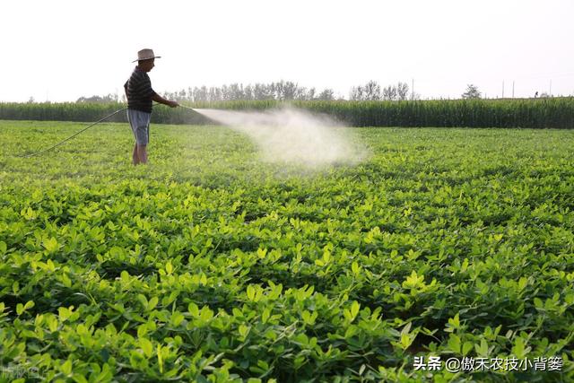 夏季多雨花生容易爆发叶斑病，掌握技巧早防早治确保高产