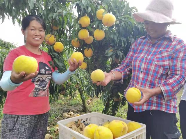 驻马店市驿城区蚁蜂镇：瓜果飘香 产业兴旺