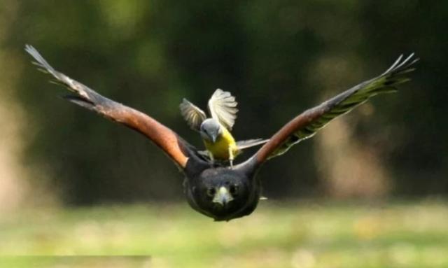 必胜鸟必胜鸟是老鹰的天敌吗
