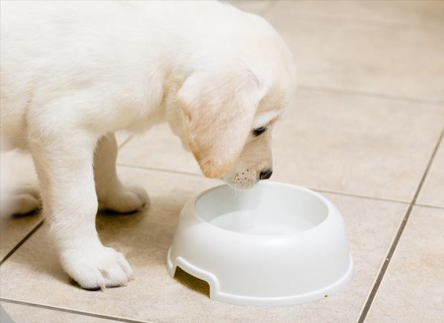 狗狗喝水视频教程(训练狗狗喝水教程)