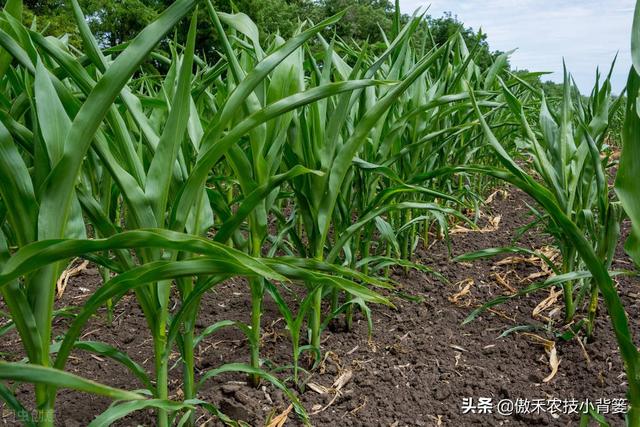玉米拧芯卷叶、不抽叶不展叶，不能全赖蓟马虫害，常见原因有6种14