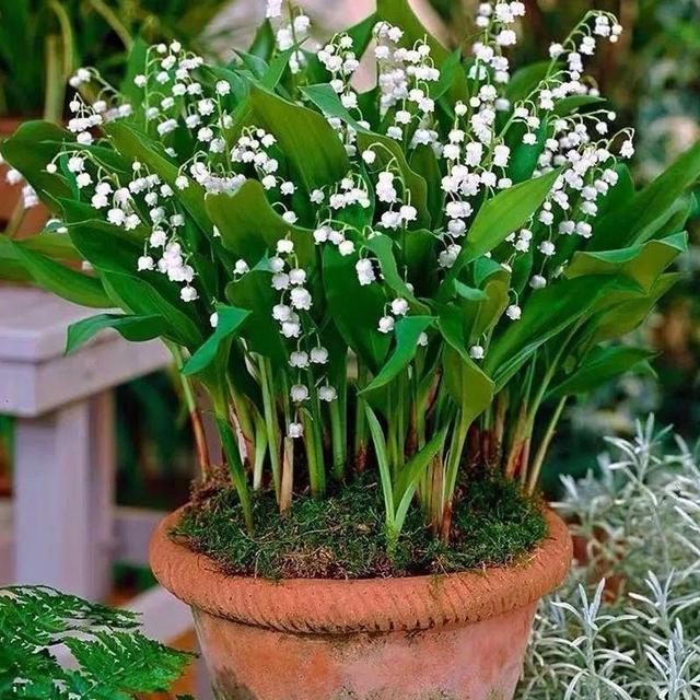 铃兰花 铃兰花（铃兰花钩针教程） 生活