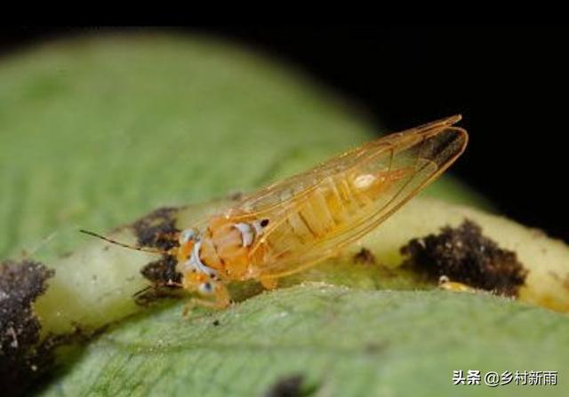 种植龙眼随时要提高警惕彻底根治龙眼角颊木虱1