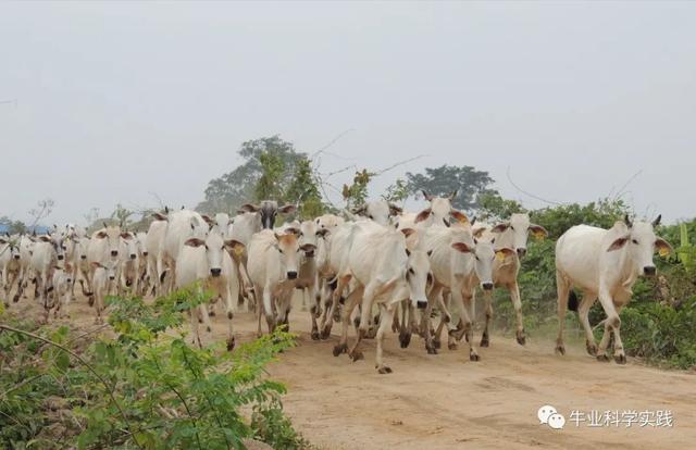 写给中国肉牛产业投资后来人的一封信