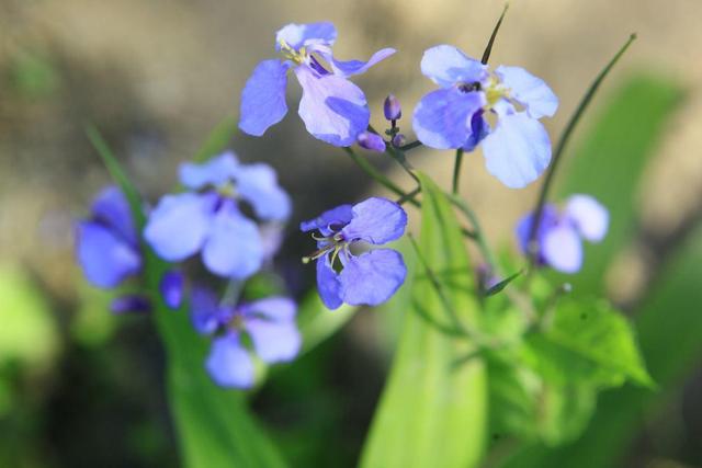 花卉名称