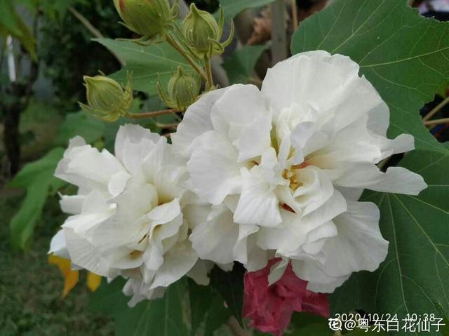 木芙蓉 木芙蓉（木芙蓉花期） 生活