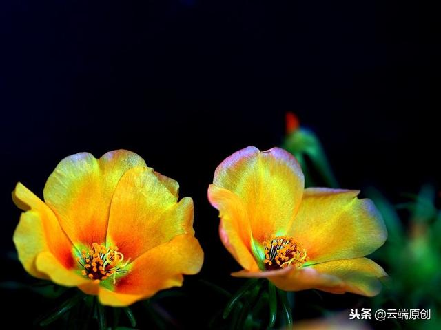 午时花 午时花（午时花图片） 生活