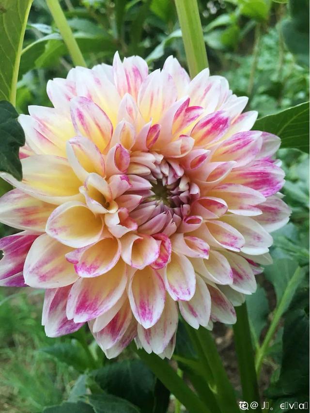 夏天的花 夏天的花（夏天的花卉） 生活