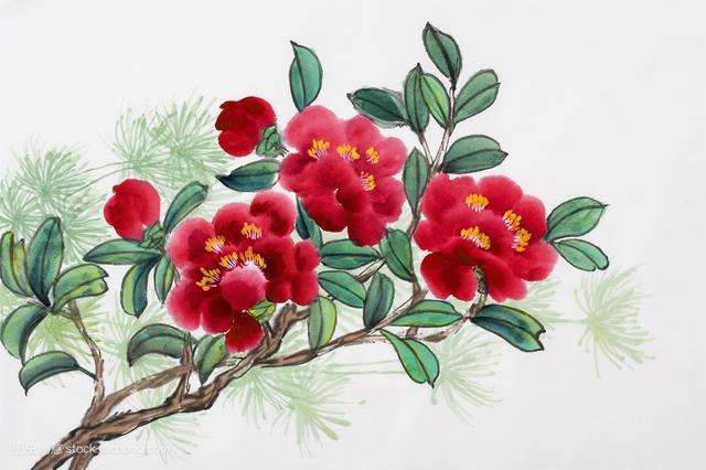 山茶花 山茶花（山茶花的花语） 生活