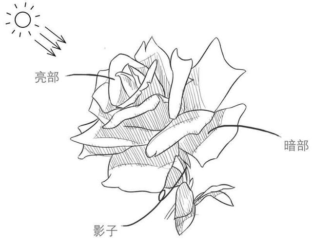 玫瑰花怎么画