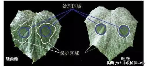 吡唑醚菌酯，杀菌还促生长，10~15克就有强效