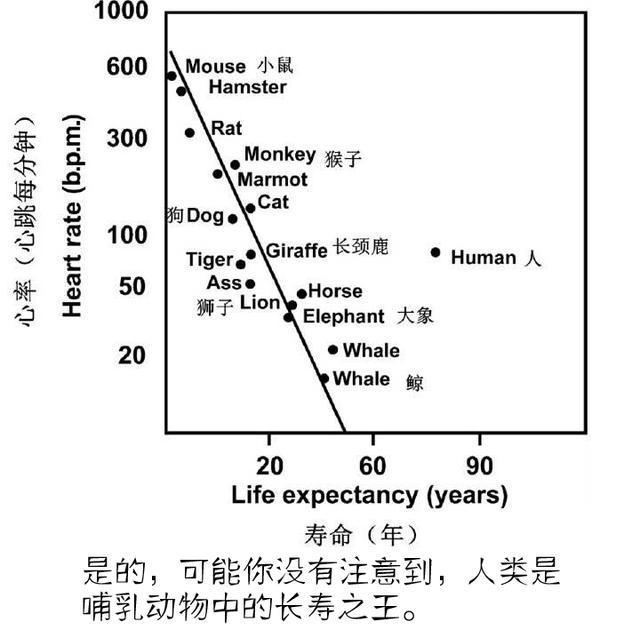 大象寿命