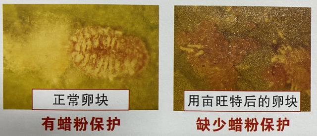 杀扑磷禁用、毒死蜱抗性大，蚧壳虫有蜡质层难打？可试试螺虫乙酯9