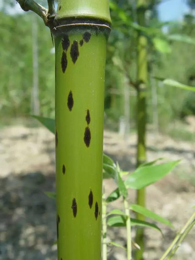 竹子的种类 竹子的种类（竹子的种类及特点） 生活