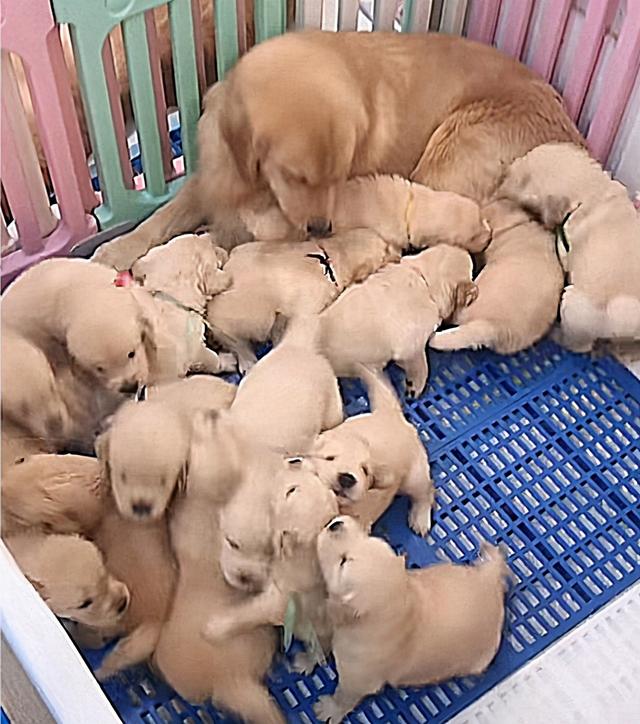 狗狗怀孕45天胎儿图(金毛怀孕45天的样子)-艾拉养犬