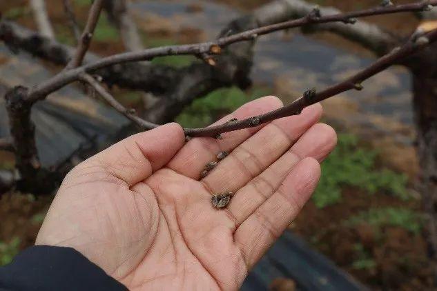 桃树进入开花期，种植户喷点什么叶面肥？尿素和硼肥可以的3