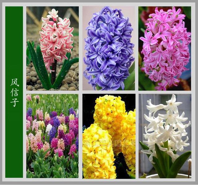 常见的花名字及图片,100种花名图册,收藏起来慢慢看,从此认花不求人?