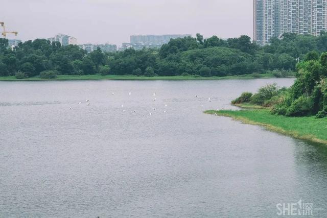 深圳居然私藏了这么多绿道，一个比一个美