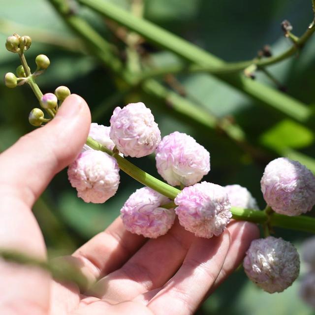 水培鱼缸