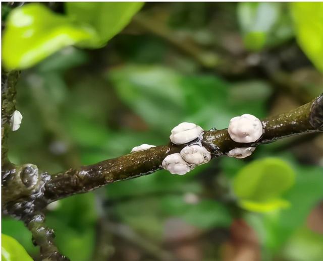 蚧蚧壳虫种类图片