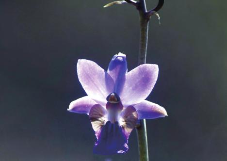 美冠兰 美冠兰（美冠兰价格是多少钱一棵） 生活