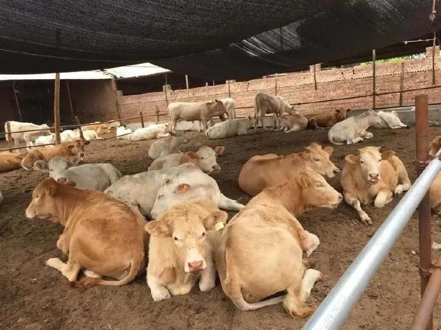农村养10头牛的牛棚(养20头牛的牛棚怎么建合理)