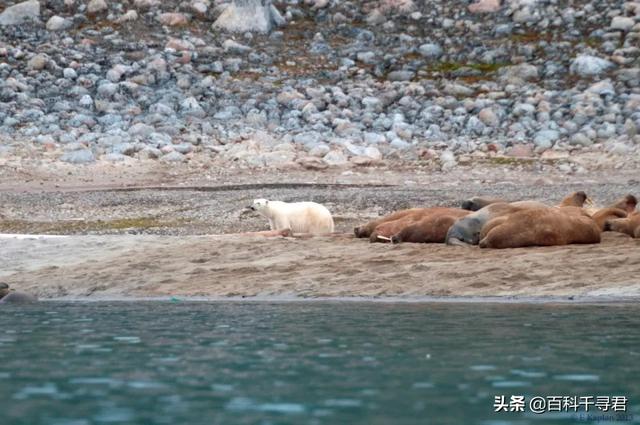 海象吃什么