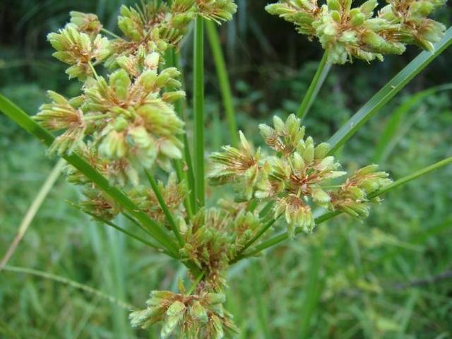 田间常见的野草，普通人眼中是杂草，在中医眼中却是珍贵的中药材3