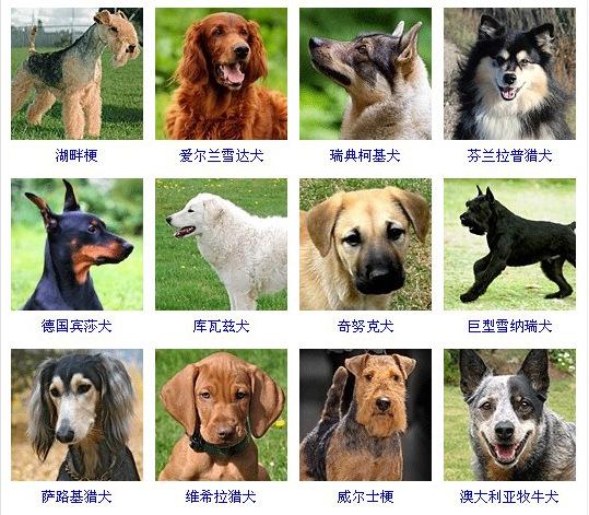 狗狗分类名字图片