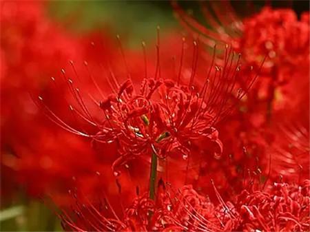 彼岸花的花语是什么意思 彼岸花有什么作用 太阳信息网