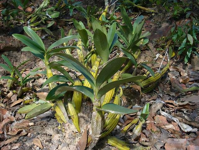 黑节草黑节草有几种