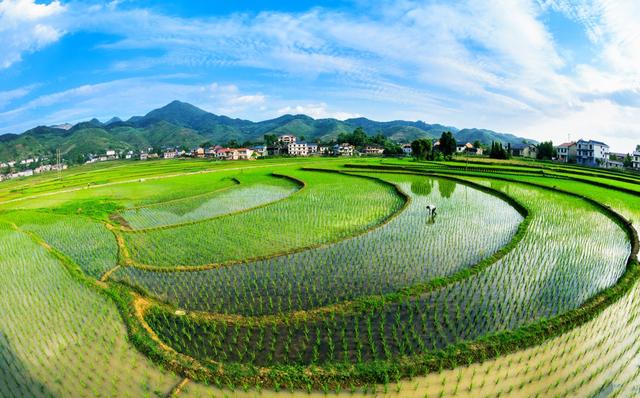 除草剂为啥能杀死杂草，偏偏不伤害庄稼？4