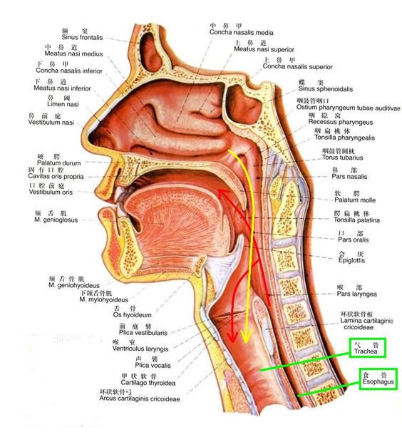鼻前庭炎的症状图片(鼻前庭炎的症状图片集) - 天星聚