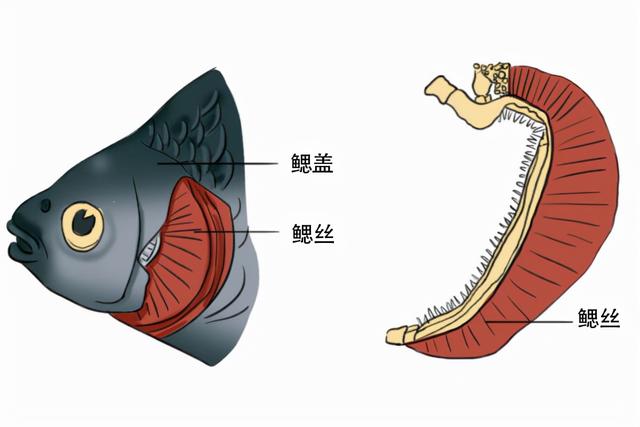 两栖动物的呼吸器官图片