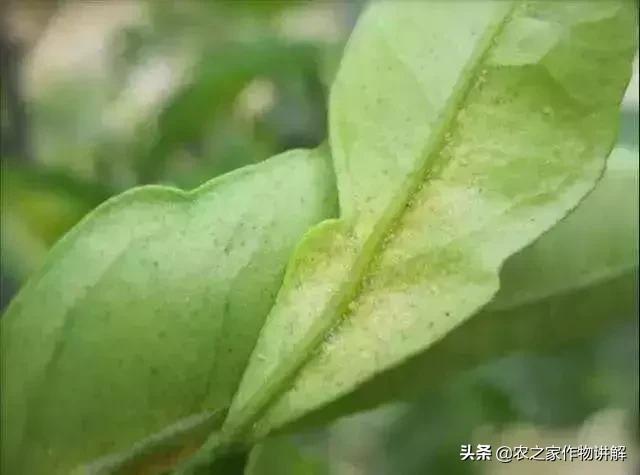 这个药对白蜘蛛、红蜘蛛锈蜘蛛、黄蜘蛛、茶黄螨通杀！自己就能配